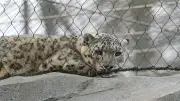 Un léopard s'échappe et tue un soigneur au zoo biblique de Jérusalem