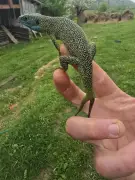 Un lézard vert à deux queues découvert dans une ferme bio du Lot-et-Garonne