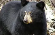 Un ours noir capturé dans un arbre à Albany, sauvé par les autorités