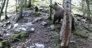 Un randonneur filme le premier ourson 2024 dans les Pyrénées ariégeoises