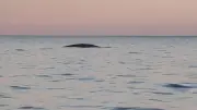 Un rorqual commun observé au large de Sète, une rencontre exceptionnelle