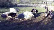 Un vautour défie un aigle royal : 40 rapaces dévorent une carcasse en 15 minutes