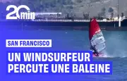 Un windsurfeur percute une baleine dans la baie de San Francisco