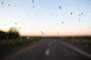 Une application pour mesurer le déclin des insectes via les plaques d'immatriculation