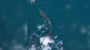 Une baleine à bosse filmée au milieu de globicéphales dans le gouf de Capbreton