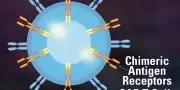 Une perfusion de cellules CAR-T induit une rémission de trois maladies auto-immunes chez une patiente