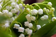 Vente de muguet le 1er mai : le préfet rappelle les règles strictes