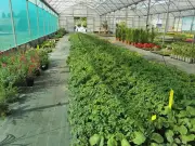 Vente de plants au lycée Camille-Godard du Haillan le 6 mai