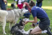 Vianne célèbre le sport et le bien-être canin avec Toutouyoutwo les 18 et 19 avril