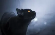 Vision féline : comment les chats voient-ils dans la pénombre ?
