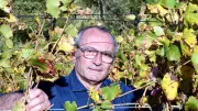 Viticulture en crise : le sénateur Cabanel dénonce l'inaction face à l'urgence climatique