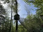 Wow Park reboise après la maladie des bandes rouges qui a décimé 400 pins