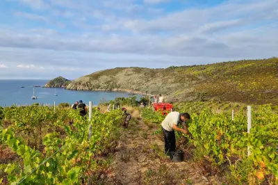 21 nouveaux établissements labellisés Vignobles & Découvertes dans le Golfe de Saint-Tropez