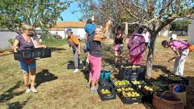 Appel aux propriétaires pour des récoltes solidaires dans le Pays rochefortais