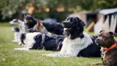 Arnaque au chien perdu : une femme vole des bijoux en jouant sur l'empathie