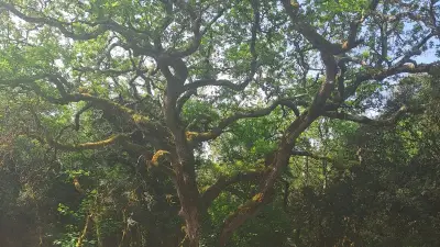 Balade en forêt à Fontarèches : protéger notre écosystème