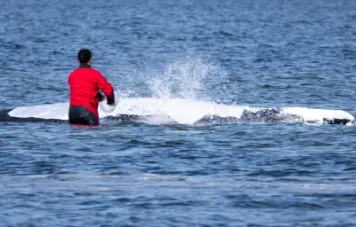 Baleine à bosse secourue en Allemagne retrouvée morte au Danemark