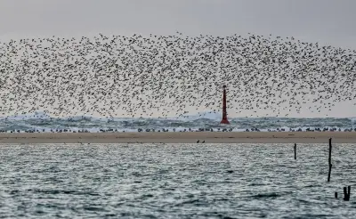 Banc d'Arguin : un décret réglemente les activités humaines depuis mai 2017