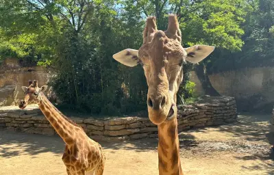 Bioparc de Doué-la-Fontaine : 2e zoo le plus éthique du monde