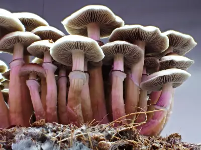 Champignons hallucinogènes : une piste sérieuse contre la dépression sévère