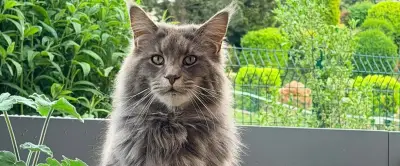 Chat pendu à Marin : autopsie et ADN en cours après la découverte