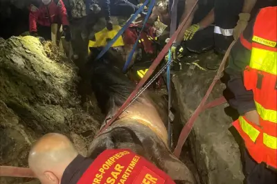 Cheval piégé dans un vallon près de Nice : l'animal n'a pas survécu