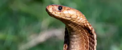 Cobra en liberté en Occitanie : les écoles rouvrent, le reptile toujours recherché