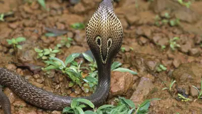 Cobra à lunettes en liberté en Occitanie : nouvelles apparitions et reprise des recherches