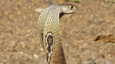 Cobra à lunettes en Occitanie : quel danger mortel pour l'homme ?