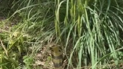 Cobra à lunettes toujours en fuite à Castelginest : écoles rouvertes
