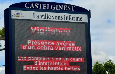 Cobra venimeux en liberté à Castelginest : la vie continue malgré la peur