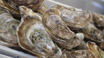 Conch'Party : pique-nique géant aux huîtres de Thau sur l'ancien site Lafarge