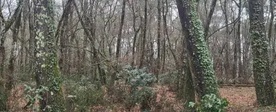 Contes de forêt et kamishibaï à la médiathèque Jean-Cocteau