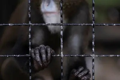 Criminaliser les vidéos de torture d'animaux sauvages : l'appel urgent