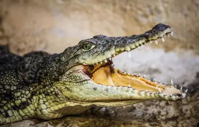 Crocodiles : prédateurs redoutables aux capacités étonnantes