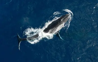Des baleines à bosse battent des records de migration entre Australie et Brésil