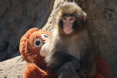 Deux Américains arrêtés au Japon pour intrusion dans l'enclos d'un célèbre bébé macaque