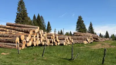 Enquête ouverte après la destruction d’une forêt de 50 ha dans le Jura