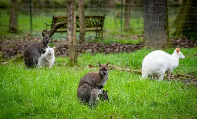 Enquête pour cruauté animale au moulin de Poyaller : le propriétaire convoqué