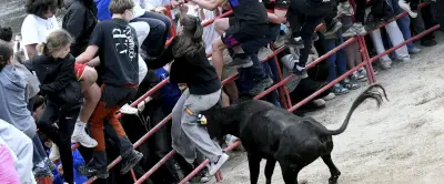 Feria d'Alès : des centaines de jeunes affrontent les vachettes de Tommy Maire