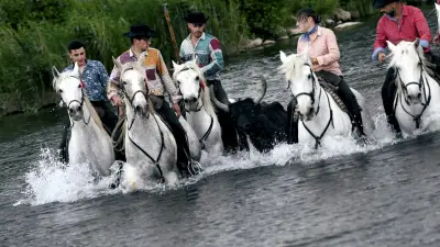 Feria d'Alès : la manade Aubanel impressionne avec sa gaze sous la pluie