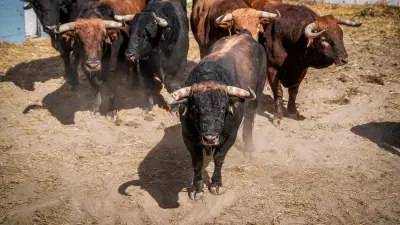 Feria de Nîmes 2026 : Santiago Domecq, une référence de bravoure et d'excellence