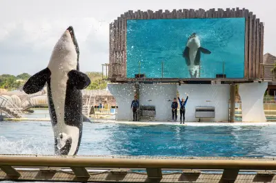 France veut envoyer les orques du Marineland d'Antibes en Espagne