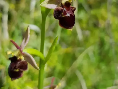 Fête de la nature : balade commentée pour découvrir les orchidées sauvages