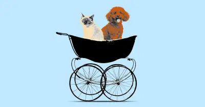 Garde de chiens : le nouveau service qui bichonne nos animaux comme des enfants