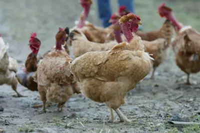 Grippe aviaire : confinement et recensement obligatoire à Coulounieix-Chamiers