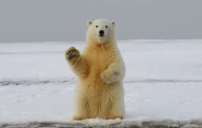 Grippe aviaire : un ours polaire mort du H5N5 dans l'Arctique norvégien