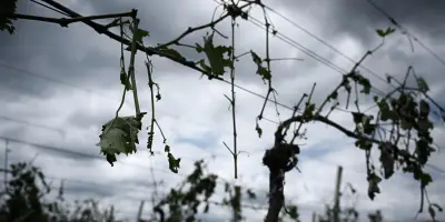 Grêlons plus gros à cause du dérèglement climatique ?