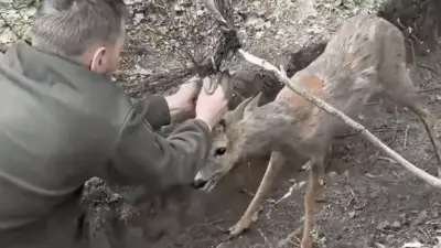 Guerre en Ukraine : des soldats sauvent un chevreuil pris dans un filet anti-drone