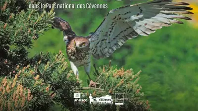 Guide sur les rapaces du Parc national des Cévennes : 43 espèces à découvrir